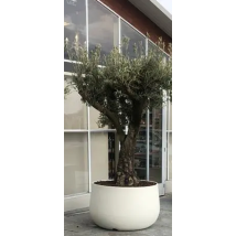 Urban Acaya 84 Jardinière En Résine Pour Grandes Plantes Vasar By Telcom Couleur : Blanc Nacré - Colore: Bianco Perla