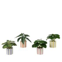 Planta Artificial C/maceta Surtida 7,5x16 Cm