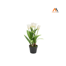 Tulipano Olandese Bianco In Vaso H54cm