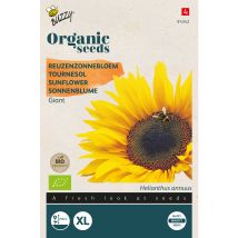 Buzzy Organic Tournesol Géant- Bio Semences - Ca. 3 Gr (livraison