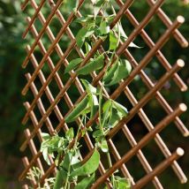 Celosía de Mimbre Natural 0.5 x 1.5 m – Ideal para Jardines y Terrazas – Color Marrón – Fácil Instalación