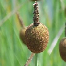 4 X Massette Naine - Typha Minima - Godet 9x9 Cm
