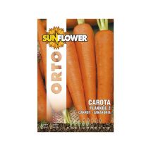 Semillas de zanahoria Flakkee – 7 g – Germinabilidad 3 años – Color naranja intenso
