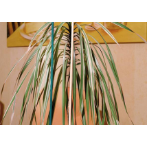Splittstab Natur Ø 4-4,5mm 50cm 10er Bund Flora World