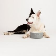 Classic Food Bowl 19cm - Pk 6 - 267785 - Scruffs
