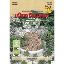 Coriandolo Sementi Aromatiche – Pianta Annuale 40-60 cm – Semina da Aprile a Giugno – Raccolta da Giugno ad Agosto