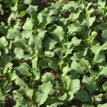 Colza Fourrager 25 Kg Aliment Protéiné D’hiver, Haut Rendement, Ameublissement Du Sol, Anti-mauvaises Herbes