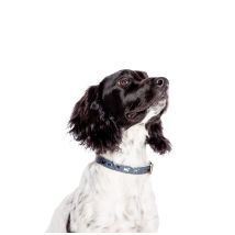 Fat Face – Marching Dog Collar – Genuine Leather – Small – Stylish Design for Dogs