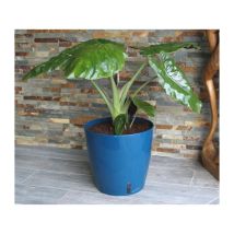 Riviera - Balde De Flores Redondo Eva New - Plástico - Diámetro 31 Cm - Azul