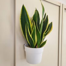 Pot à réserve d'eau – 22,5 x 36 cm – Blanc – Polluce Verde – 8019006020518