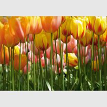 Papier Peint - Grande Tulipe - 360x254 Cm