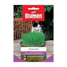 Blumen – Gras Samen für Katzen – Sonne – Gewicht: Unbekannt