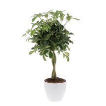Schefflera Arboricola 'gold Capella' Con Eco-vaso Alaska - Pianta Tropicale Purifica Aria Da Interno - H 75-85 Cm Vaso Ø 19 Cm