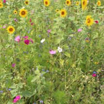 Greenfield - Wildblumenwiese Kräuterwiese Ohne Gräser Gf 895 1kg Wildwiese Blumen