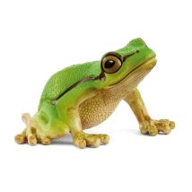 Rana Arboricola Europea