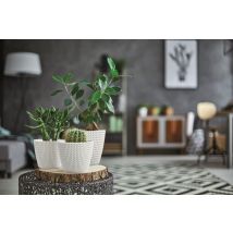 Vaso Da Fiori Splofy Dsp260 Color Antracite Prosperplast