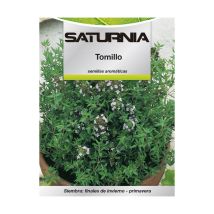 Thymus vulgaris Samen – 1 Gramm – Höhe 20-30 cm – Aromatische Pflanzen für den Garten
