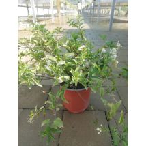 Solanum Jasminoideis V17