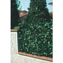 Clôture En Pvc Avec Feuilles De Laurier H. 100 L. 2000 Cm