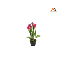 Tulipano Olandese Rosa In Vaso H54cm