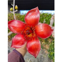 Pianta Ceiba Bombax, H70cm, Foto Reali