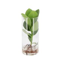 Clusia Rosea Princess In Idrocultura - Pianta Idroponica Da Interno - H 25-30 Cm Vaso Ø 6 Cm