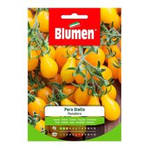 Gelbe Birnen-Tomatensamen – 3-PAC-Barriereffekt-Schutz – Unbestimmte Sorte – Süß und Saftig – Aussaat Januar-März – Ernte Juni-August