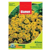 Zwerg-Alyssum-Samen – mehrjährige Pflanze – sonnig/halbschattig – Blüte: April bis Oktober – 137236