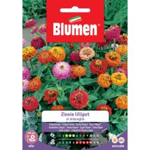 Semi di Zinnia Lilliput Mix – Pianta annuale per aiuole e bordure – Fioritura da giugno a ottobre – Blumen
