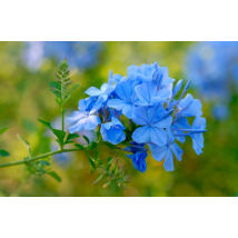 Pianta Di Plumbago, Vaso 18 H100 Cm, Foto Reali