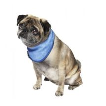 Kühl-Halstuch für Hunde – PVA-Material – Größe S (18-30 cm) – Waschbar bis 30°C
