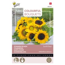 Buzzy Colourful Bouquets Sunlit Days Tournesol Semences - Ca. 1