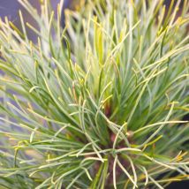 Pin cembro nain Compacta Glauca/Pot de 3L