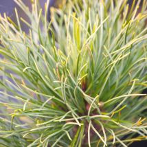 Plantes Avenue - Pin cembro nain Compacta Glauca/Pot de 5L