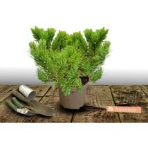 Plantes Avenue - Pin de montagne nain Gnom/Pot de 5L