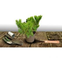 Pin noir d'Autriche nain/Pot de 3L