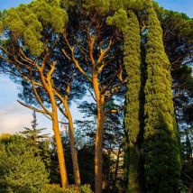 Pin Pignon - Pin Parasol (Pinus Pinea)