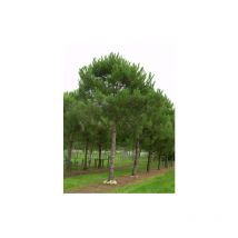 Pino da pinoli domestico 'Pinus pinea' pianta in mastello 40 cm h. 2,5 mt cfr. tronco 20/22 cm