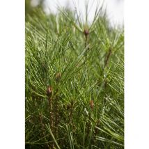 Japanische Strauchkiefer 'Jane Kluis' Pinus densiflora 'Jane Kluis' c 4 25- 30