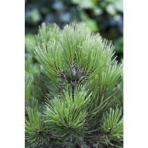 Bosnische Kiefer 'Den Ouden' Pinus heldreichii 'Den Ouden' c 15 80- 100