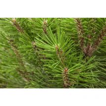 Schwarzkiefer 'Kleiner Turm' Pinus nigra 'Kleiner Turm' C 4 30- 40