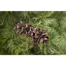 Mädchenkiefer 'Tempelhof' Pinus parviflora 'Tempelhof' c 7,5 50- 60