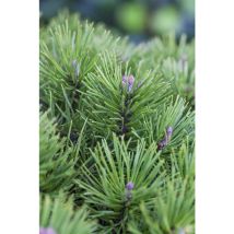 Blaue Pummelkiefer 'Glauca' Pinus pumila 'Glauca' c 4 25- 30