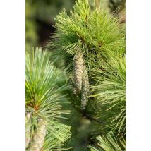 Schwerin-Kiefer Pinus schwerinii c 5 40- 60