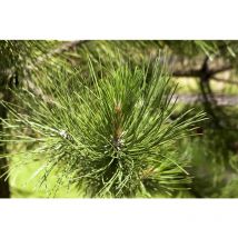 Schwerin-Kiefer 'Wiethorst' Pinus schwerinii 'Wiethorst' c 3 20- 30