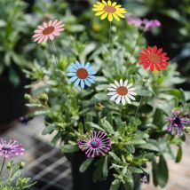 Piquets de jardin en tournesol Vintage (5 pièces) - Ornements de pelouse - Bâton de fleur étanche - Décoration intérieure