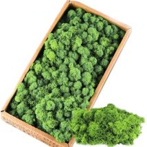 Mousse décorative, 500 g, préservée, nettoyée, pour travaux manuels, mousse décorative pour Pâques, Noël, pour le modélisme, fait à la main,