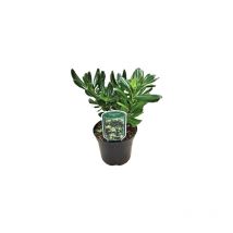 Pitosforo 'Pittosporum tobira' pianta da siepe in vaso 17 cm
