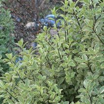 Pittospore panaché/Pot de 3L