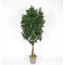 Pittosporum Artificiale, tronco naturale, in varie altezze da 100 a 300 cm UVR - 100